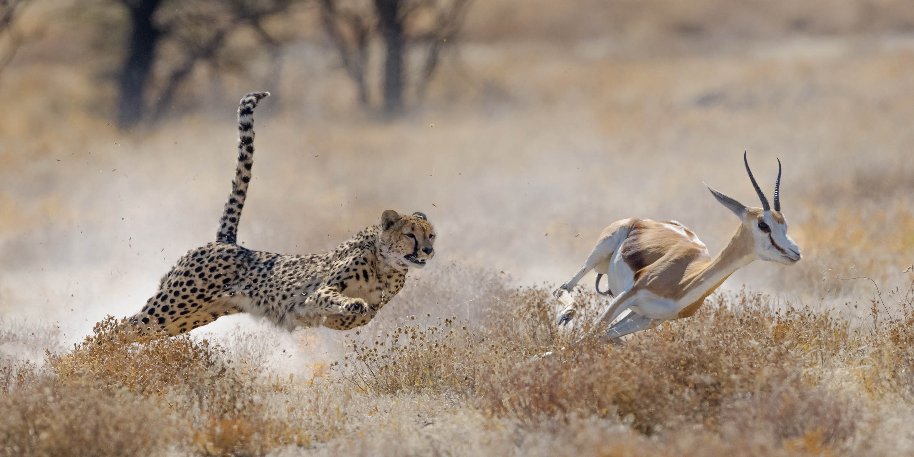 Cheetah chasing a gazelle in nature